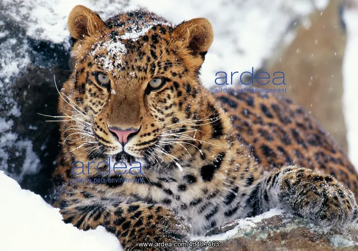 : Amur LEOPARD - Endangered species : Amur LEOPARD - Endangered species