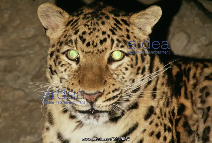 : Amur LEOPARD - face at night : Amur LEOPARD - face at night