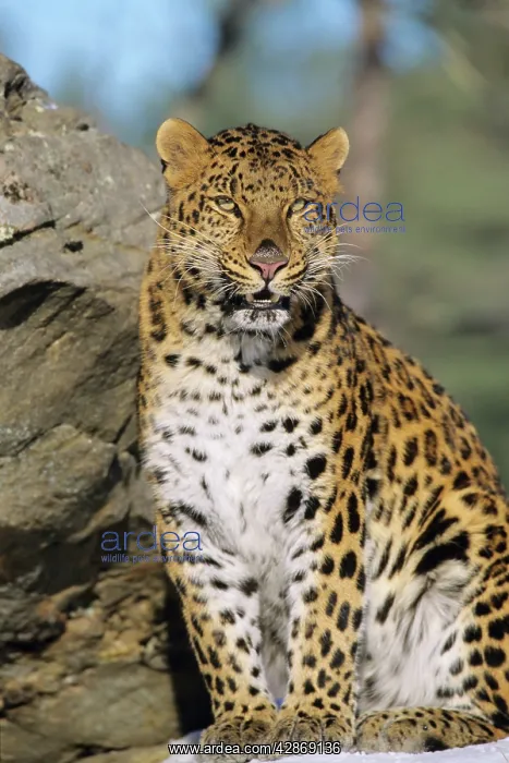 : Amur Leopard / Korean Leopard - endangered species : Amur Leopard / Korean Leopard - endangered species