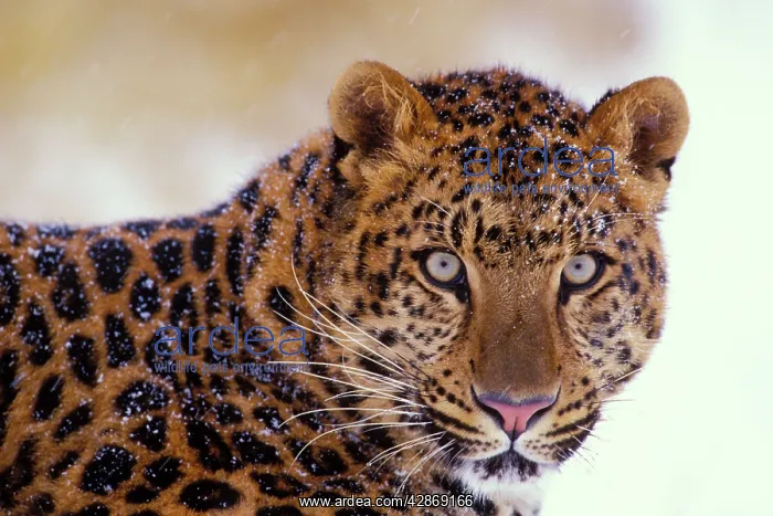 : Amur Leopard / Korean Leopard - endangered species : Amur Leopard / Korean Leopard - endangered species