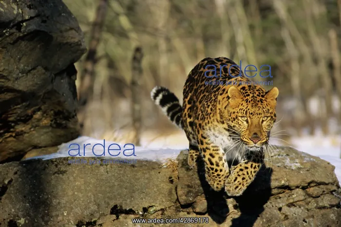 : Amur Leopard / Korean Leopard - endangered species : Amur Leopard / Korean Leopard - endangered species