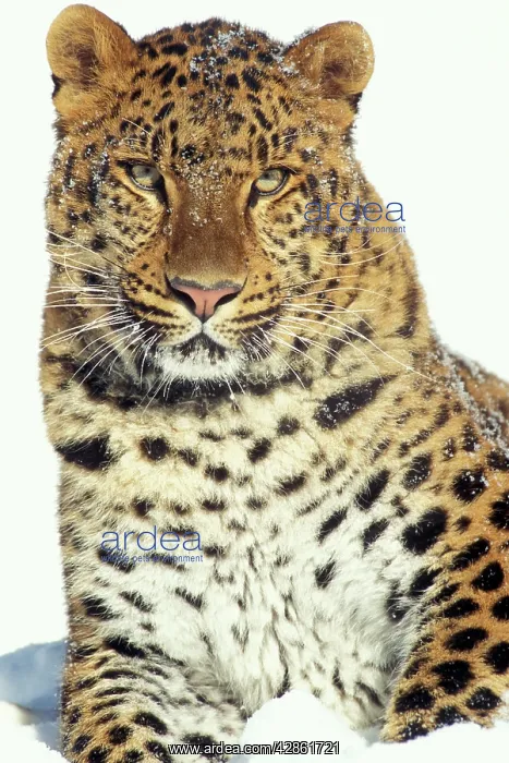 : Amur LEOPARD - lying in snow : Amur LEOPARD - lying in snow