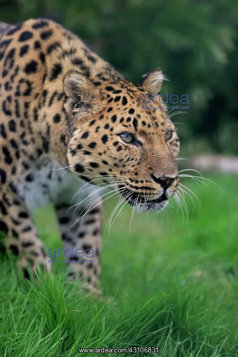 : Amur leopard (Panthera pardus orientalis), adult : Amur leopard (Panthera pardus orientalis), adult