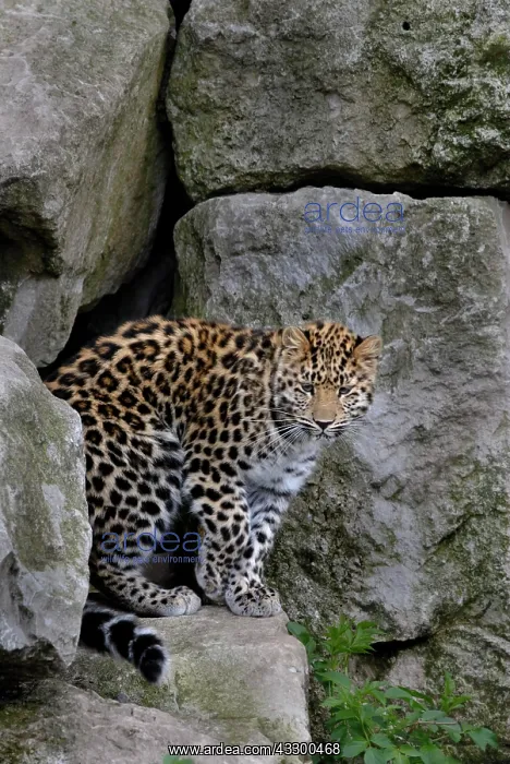 : Amur Leopard (Panthera pardus orientalis), young : Amur Leopard (Panthera pardus orientalis), young