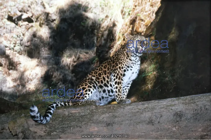 : AMUR LEOPARD - snarling : AMUR LEOPARD - snarling