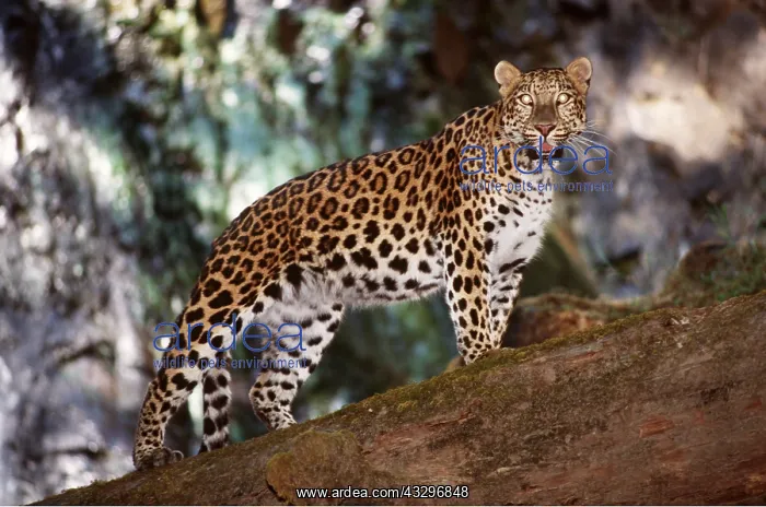 : AMUR LEOPARD - standing, side view : AMUR LEOPARD - standing, side view