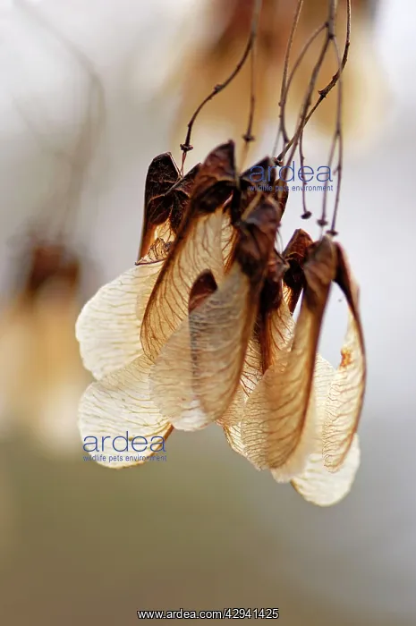 : Amur Maple - The fruits hang in nodding bunches : Amur Maple - The fruits hang in nodding bunches