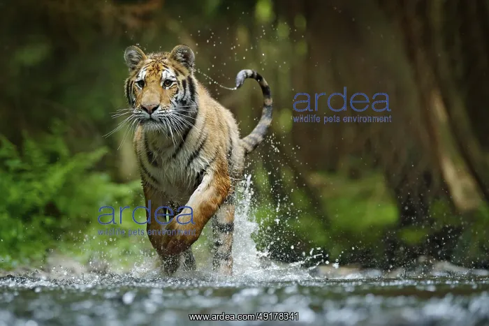 : Amur tiger running in water. Danger animal : Amur tiger running in water. Danger animal