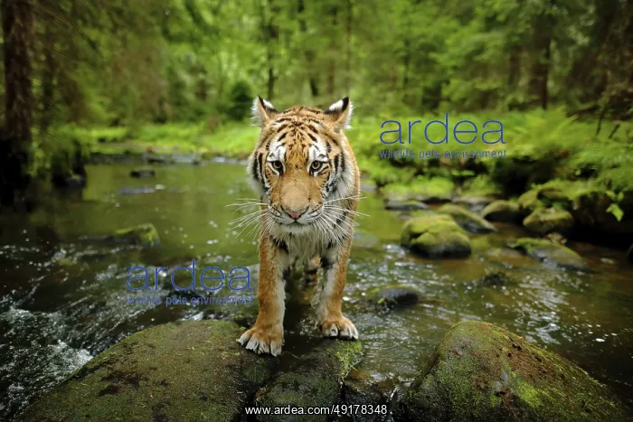 : Amur tiger walking in river water : Amur tiger walking in river water