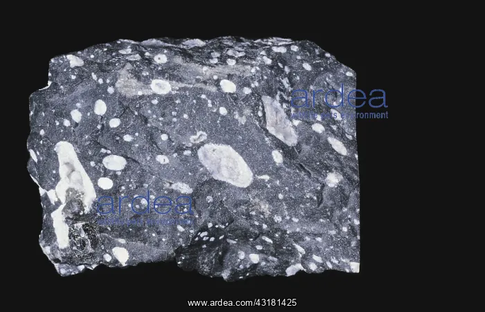 : Amygdaloidal Basalt : Amygdaloidal Basalt