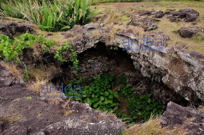: Ana te Pahu Cave (Ithe Cave of RoomsI), lava tube : Ana te Pahu Cave (Ithe Cave of RoomsI), lava tube