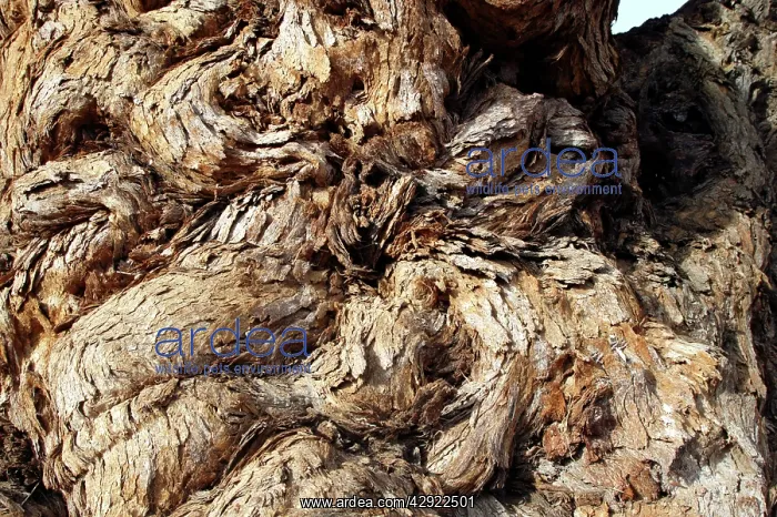 : Ana tree - Virus on the tree : Ana tree - Virus on the tree