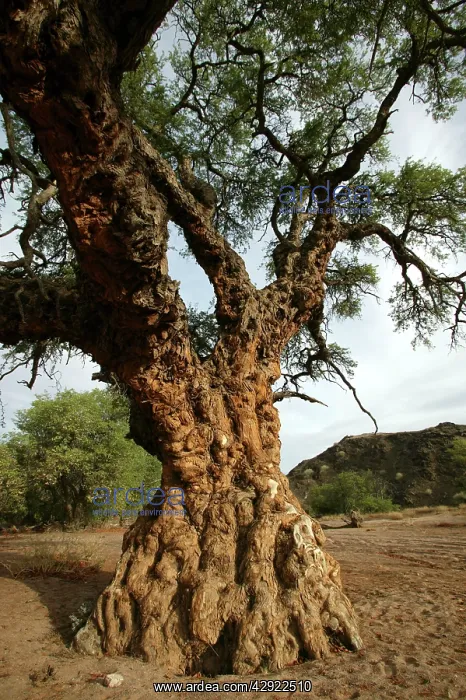 : Ana tree - Virus on the tree : Ana tree - Virus on the tree