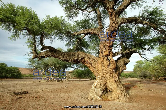: Ana tree - Virus on the tree : Ana tree - Virus on the tree