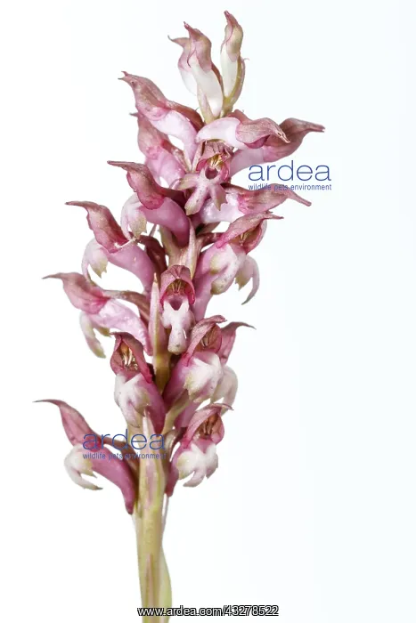 : Anacamptis coriophora - on white - Galicia, Spain : Anacamptis coriophora - on white - Galicia, Spain