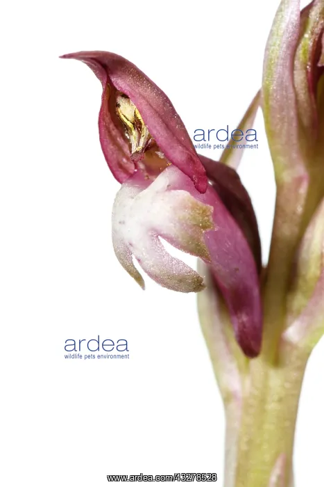 : Anacamptis coriophora - on white - Galicia, Spain : Anacamptis coriophora - on white - Galicia, Spain