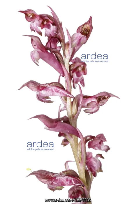 : Anacamptis coriophora - on white - Galicia, Spain : Anacamptis coriophora - on white - Galicia, Spain