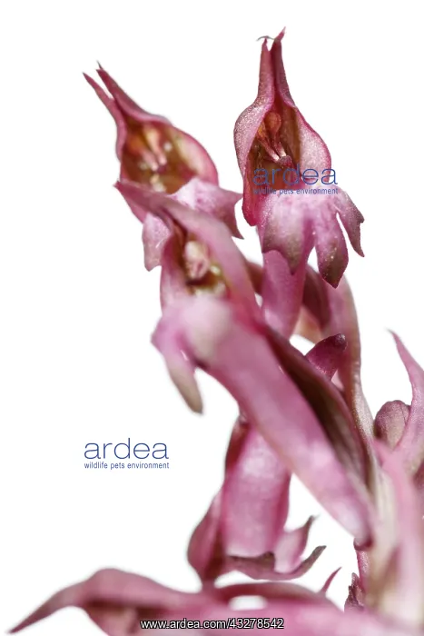 : Anacamptis coriophora - on white - Galicia, Spain : Anacamptis coriophora - on white - Galicia, Spain