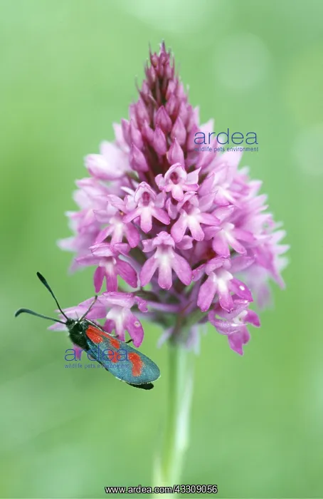 : Anacamptis pyramidalis and 5-spot Burnet moth : Anacamptis pyramidalis and 5-spot Burnet moth