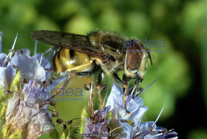  : Anacapa Island Syrphid