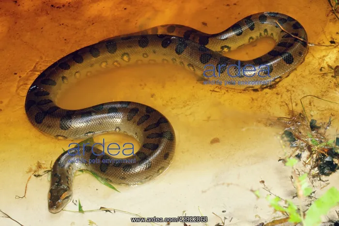 : Anaconda (Eunectes murinus). Guyana, South America