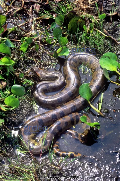 : Anaconda (Eunectes murinus). Venezuela - South America : Anaconda (Eunectes murinus). Venezuela - South America