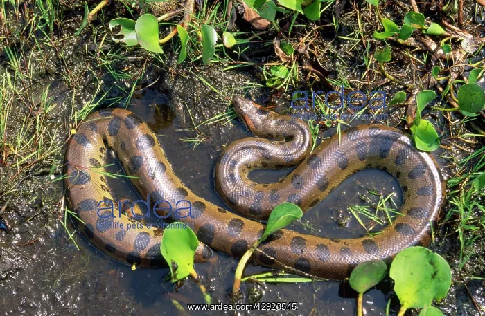: Anaconda (Eunectes murinus). South America : Anaconda (Eunectes murinus). South America