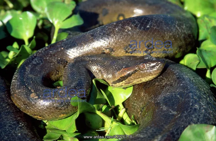 : Anaconda (Eunectes murinus). South America : Anaconda (Eunectes murinus). South America