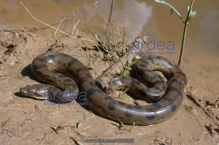 : Anaconda. Green anaconda (Eunectes murinus), the largest new-world snake : Anaconda. Green anaconda (Eunectes murinus), the largest new-world snake