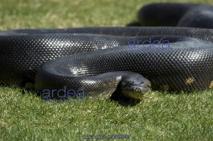 : Anaconda, (Eunectes murinus); the world's largest snake species : Anaconda, (Eunectes murinus); the world's largest snake species