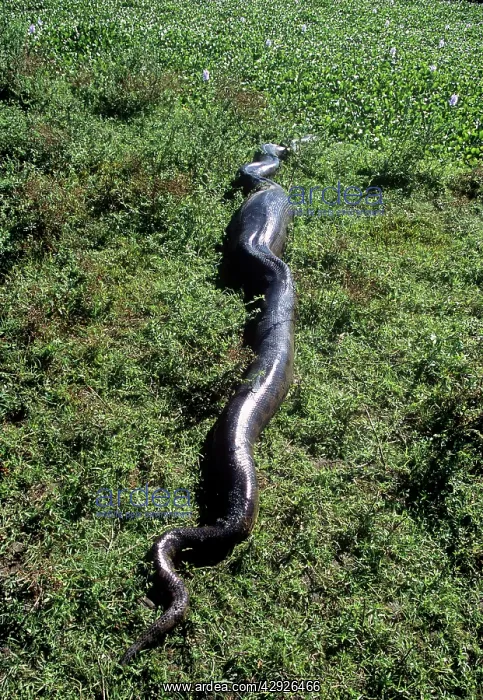 : Anaconda - having swallowed a Capybara : Anaconda - having swallowed a Capybara