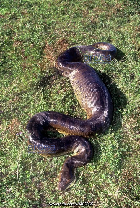 : Anaconda - having swallowed a Capybara : Anaconda - having swallowed a Capybara