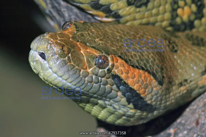  : Anaconda head