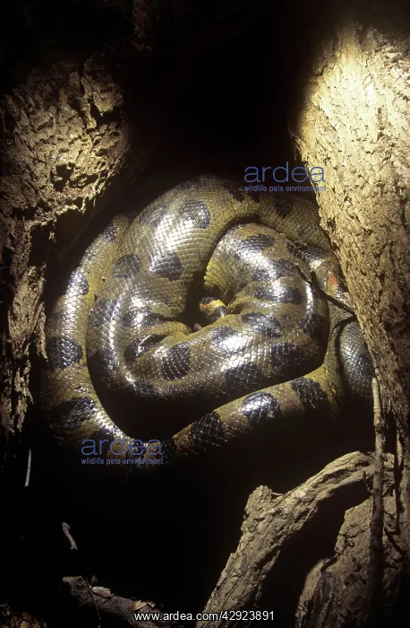 : Anaconda - hidden among tree roots to survive dry season : Anaconda - hidden among tree roots to survive dry season