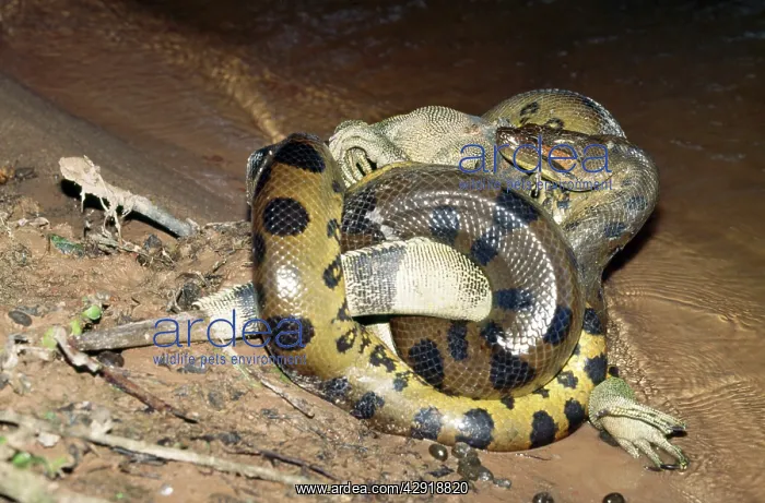 : Anaconda - with prey, male Common Iguana : Anaconda - with prey, male Common Iguana