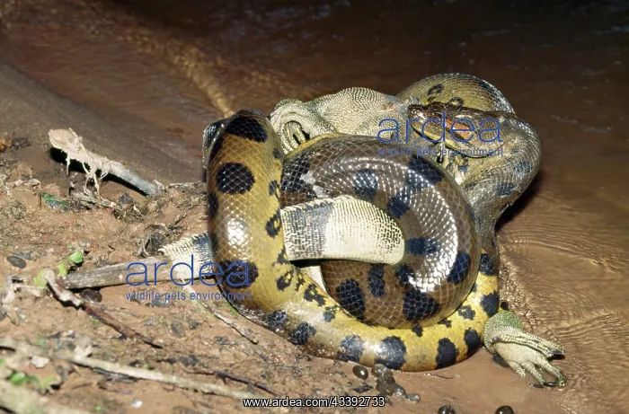 : Anaconda - with prey, male Common Iguana : Anaconda - with prey, male Common Iguana