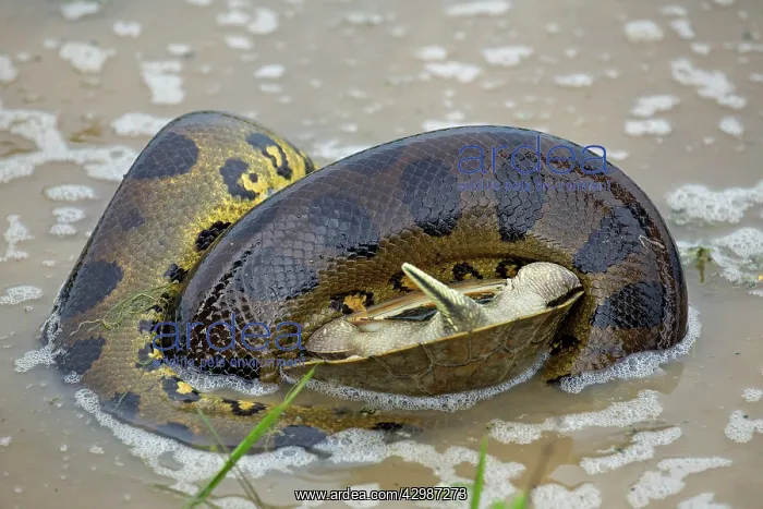 : Anaconda - strangling Turtle in water : Anaconda - strangling Turtle in water