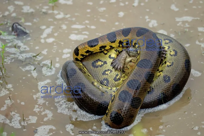 : Anaconda - strangling Turtle in water : Anaconda - strangling Turtle in water