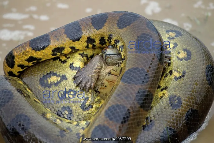 : Anaconda - strangling Turtle in water : Anaconda - strangling Turtle in water