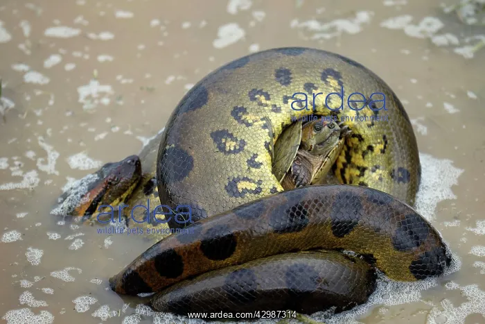 : Anaconda - strangling Turtle in water : Anaconda - strangling Turtle in water