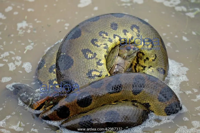 : Anaconda - strangling Turtle in water : Anaconda - strangling Turtle in water