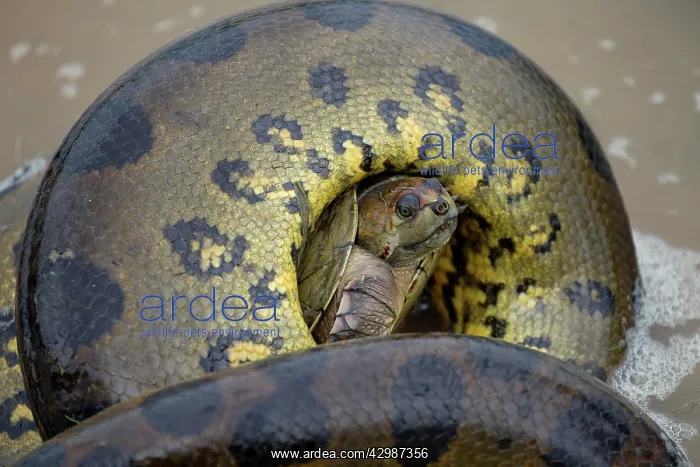 : Anaconda - strangling Turtle in water : Anaconda - strangling Turtle in water