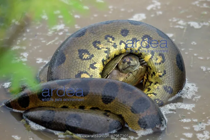 : Anaconda - strangling Turtle in water : Anaconda - strangling Turtle in water