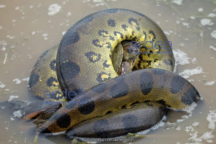 : Anaconda - strangling Turtle in water : Anaconda - strangling Turtle in water