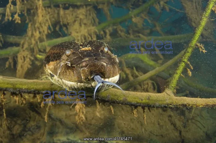 : Anaconda Underwater : Anaconda Underwater