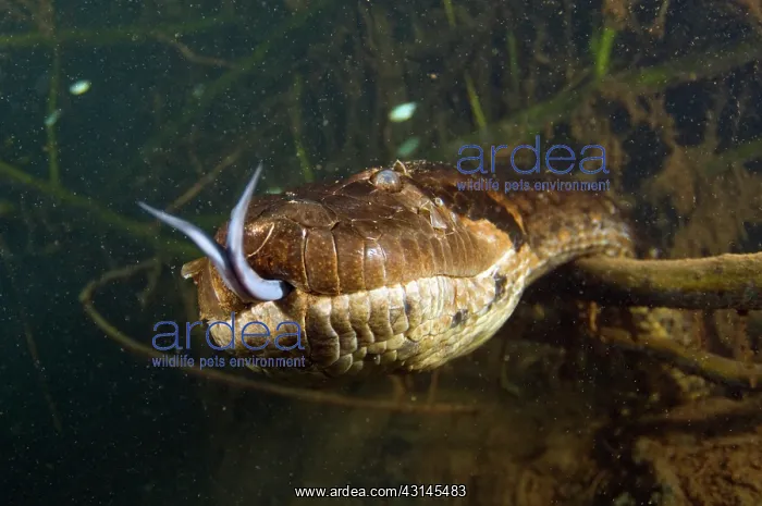 : Anaconda Underwater : Anaconda Underwater