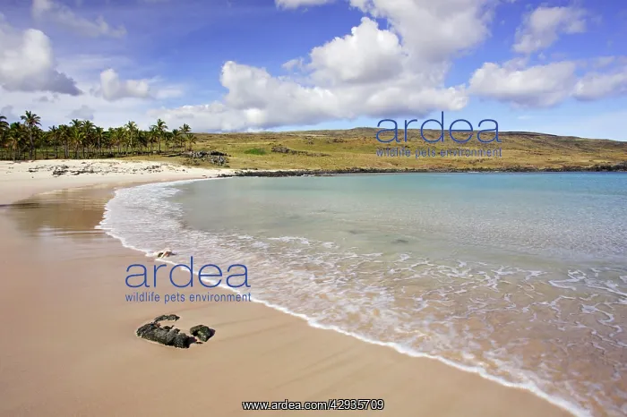 : Anakena Beach, Easter Island (Rapa Nui), Chile : Anakena Beach, Easter Island (Rapa Nui), Chile