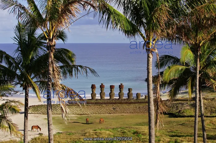 : Anakena beach with Moais on Ahu (ceremonial mound) : Anakena beach with Moais on Ahu (ceremonial mound)