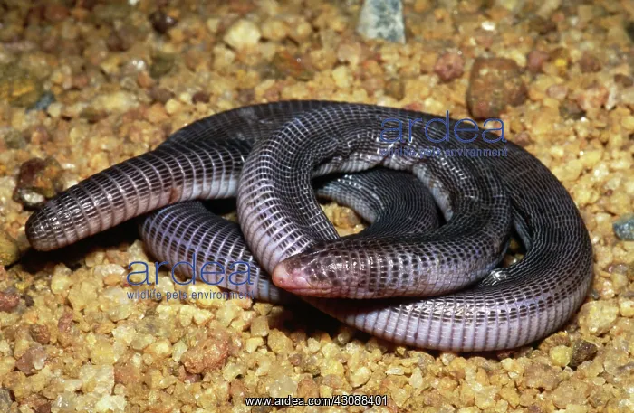  : Anamarie's Amphisbaenian