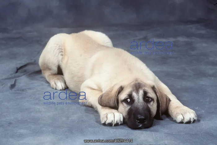: ANATOLIAN SHEPHERD DOG : ANATOLIAN SHEPHERD DOG